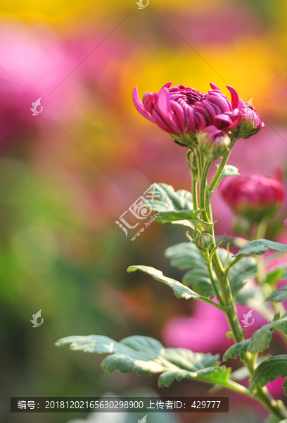 菊花