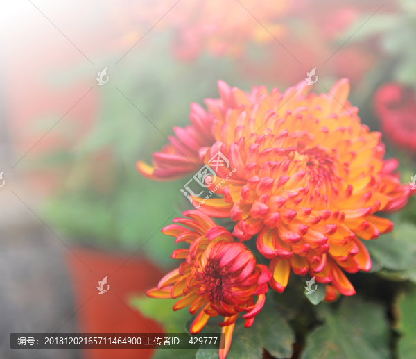 菊花