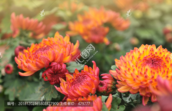 菊花素材