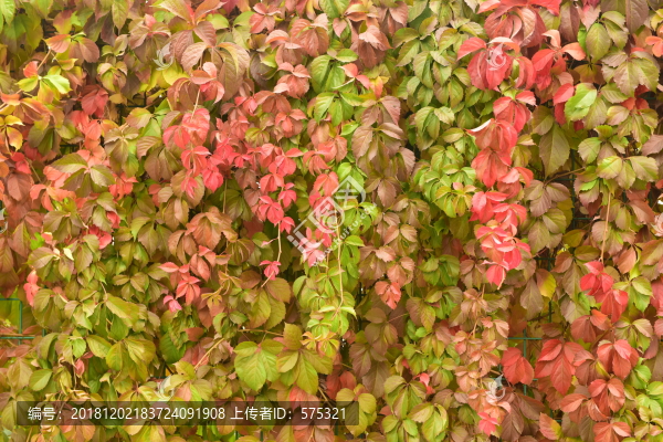 紅色葉子墻面