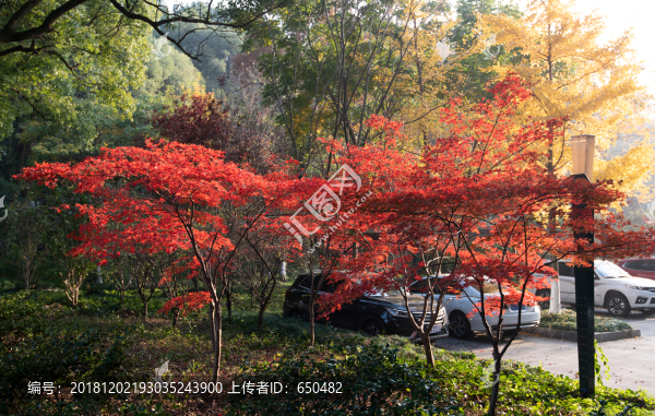 紅楓樹