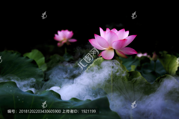 荷花