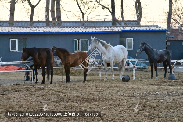 馬