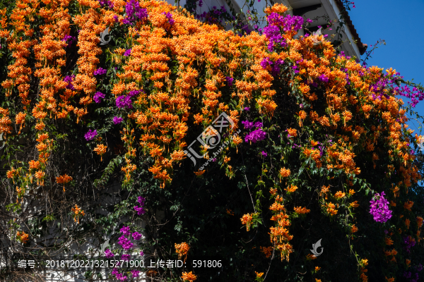 爬滿炮仗花的別墅