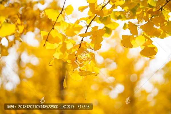 銀杏