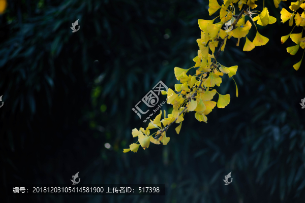 銀杏