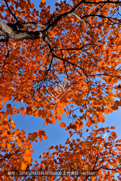 紅葉