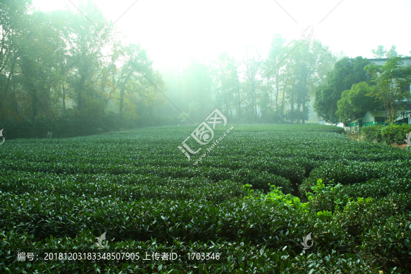 茶園