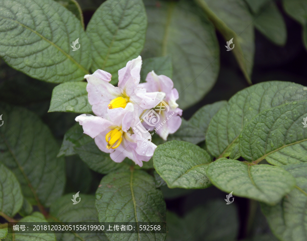 土豆花
