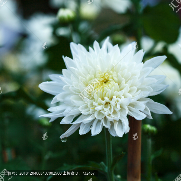 深圳東湖公園菊花展