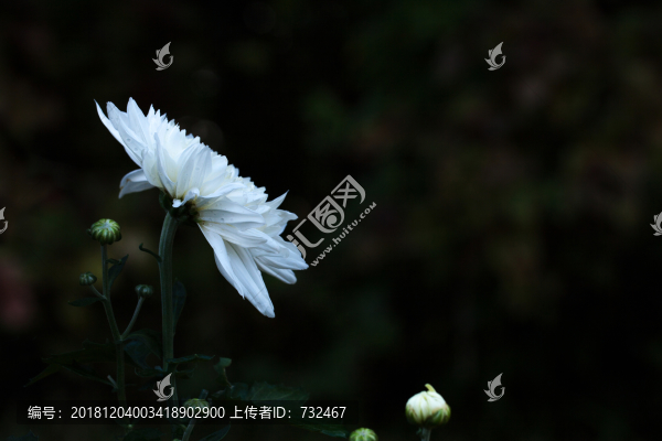 深圳東湖公園菊花展
