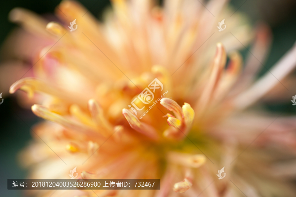 菊花展菊花微距特寫