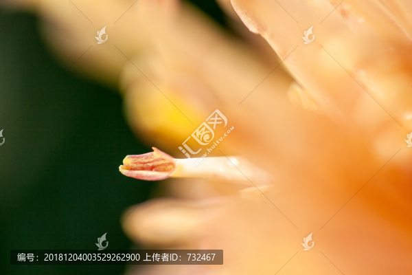 菊花展菊花微距特寫