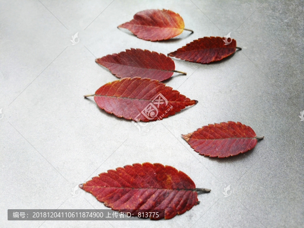 紅葉靜物圖