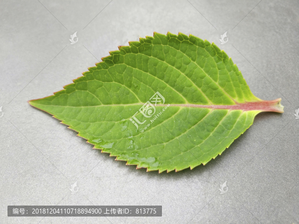 嫩綠葉片素材