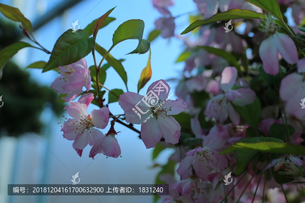垂絲海棠盆景