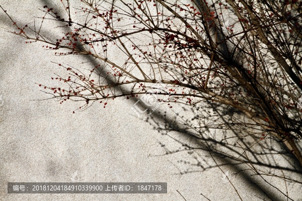 樹(shù)枝紅果