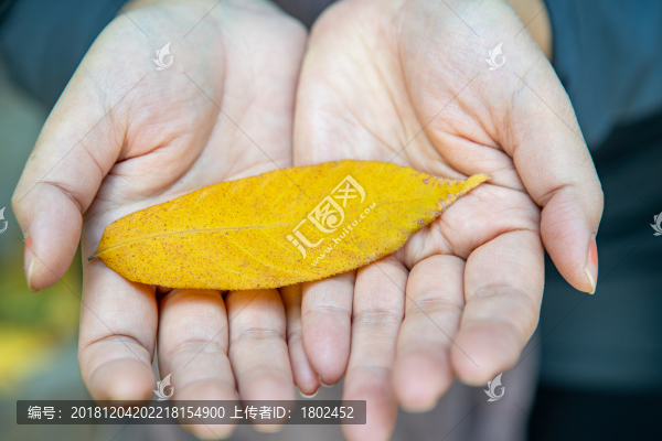 樹(shù)葉落葉特寫