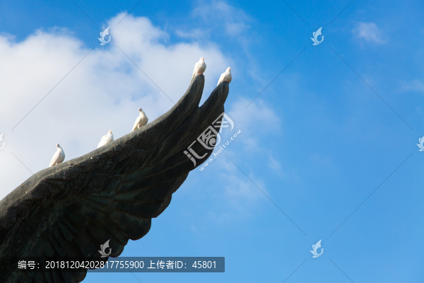 一群鴿子