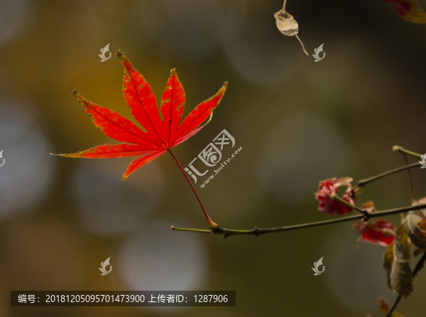 紅葉