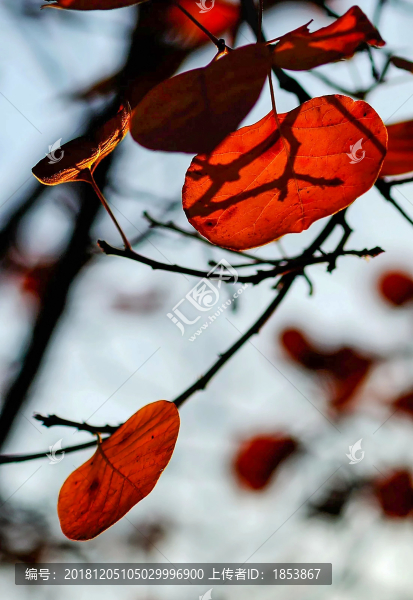 紅葉