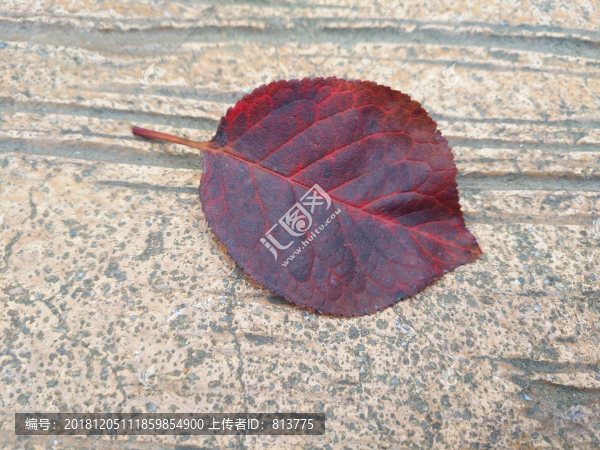 深紅落葉