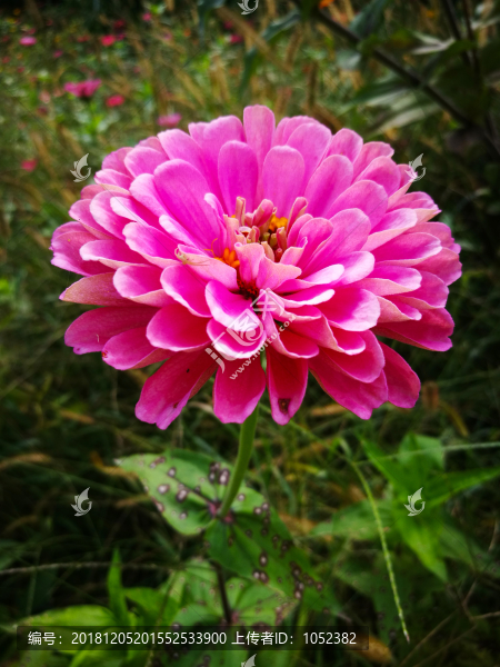 百日菊