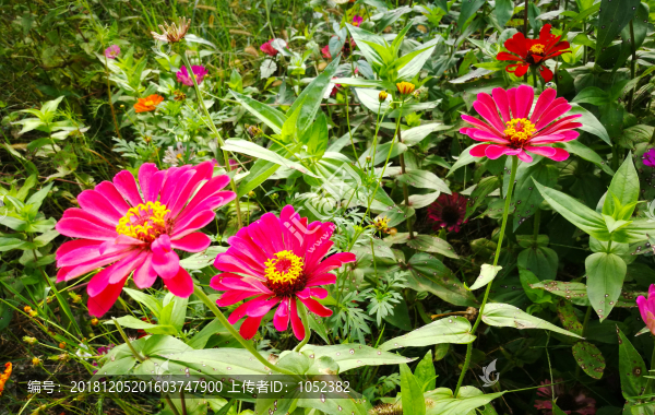 百日菊7