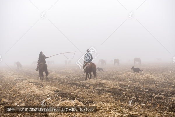霧中牧馬人