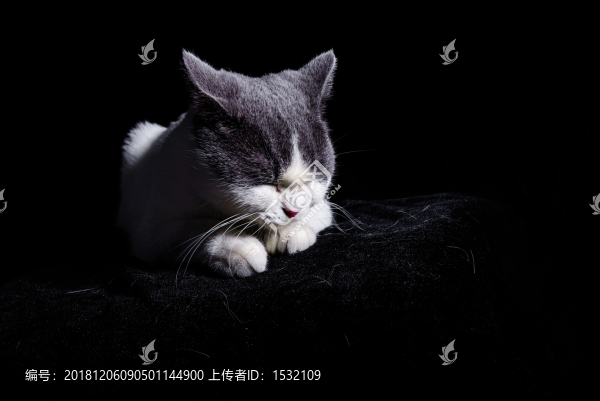 英國短毛
