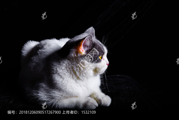 英國短毛