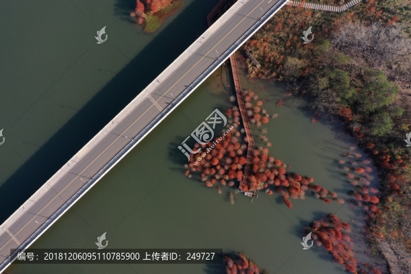 鐵山寺的紅杉林
