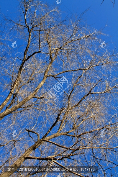 樹枝藍(lán)天