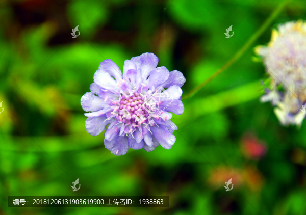 野花