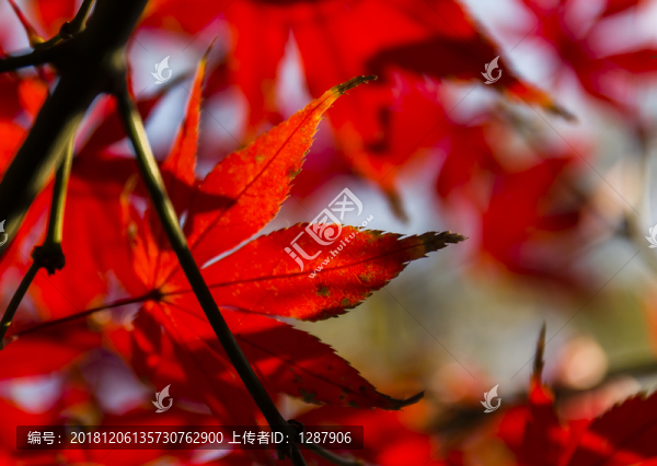 紅葉