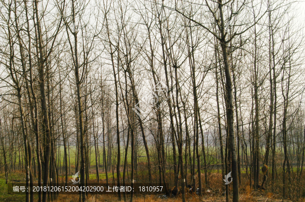枯草樹林