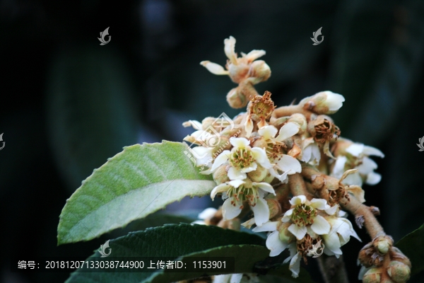 枇杷花