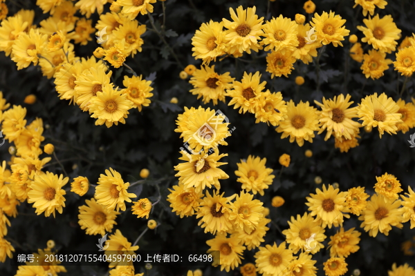 東湖菊花