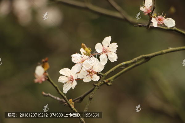 折櫻