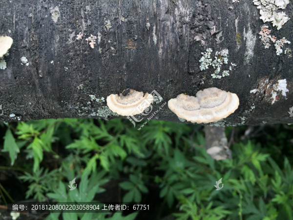 野生菌野生蘑菇