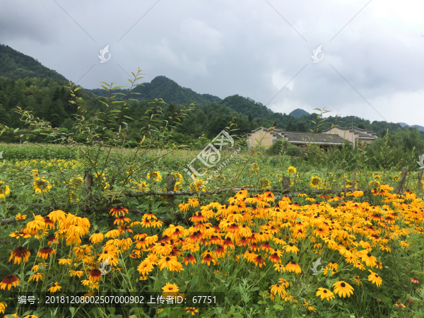 農(nóng)村風(fēng)光鮮花秦嶺
