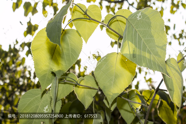 逆光的枝葉