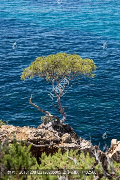 海邊樹木