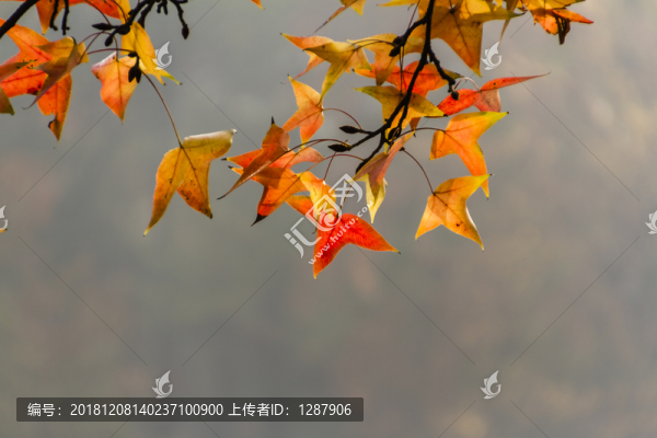 楓葉