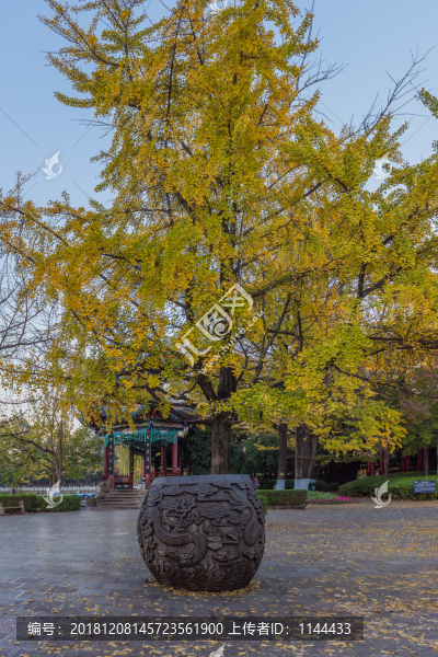 秋天彩色樹木
