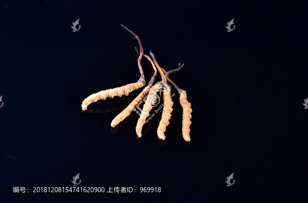 冬蟲夏草