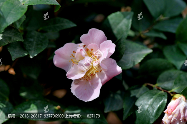 茶花