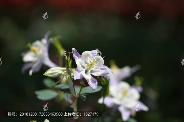 耬斗菜