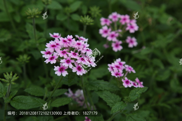 美女櫻