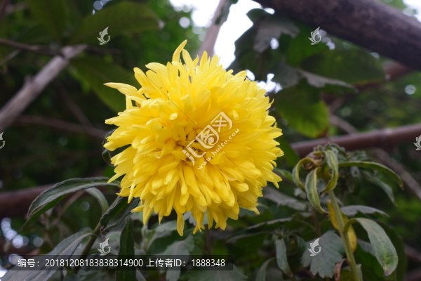 菊花黃色